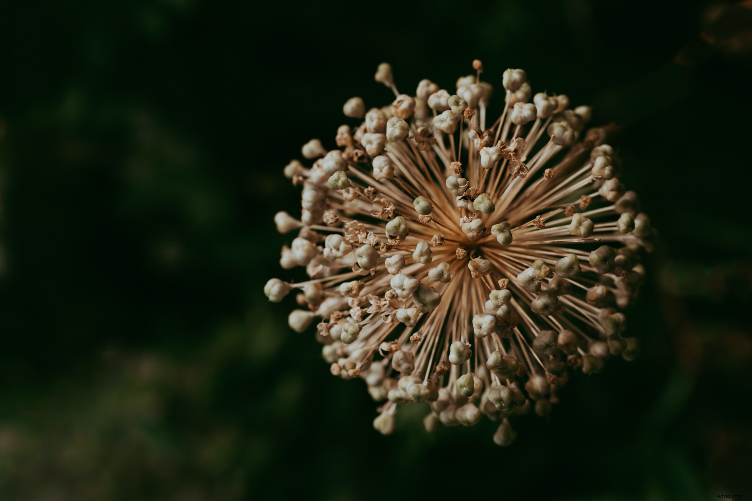 Expert Photoshop Cleaning Techniques for Stunning Still Life Photography