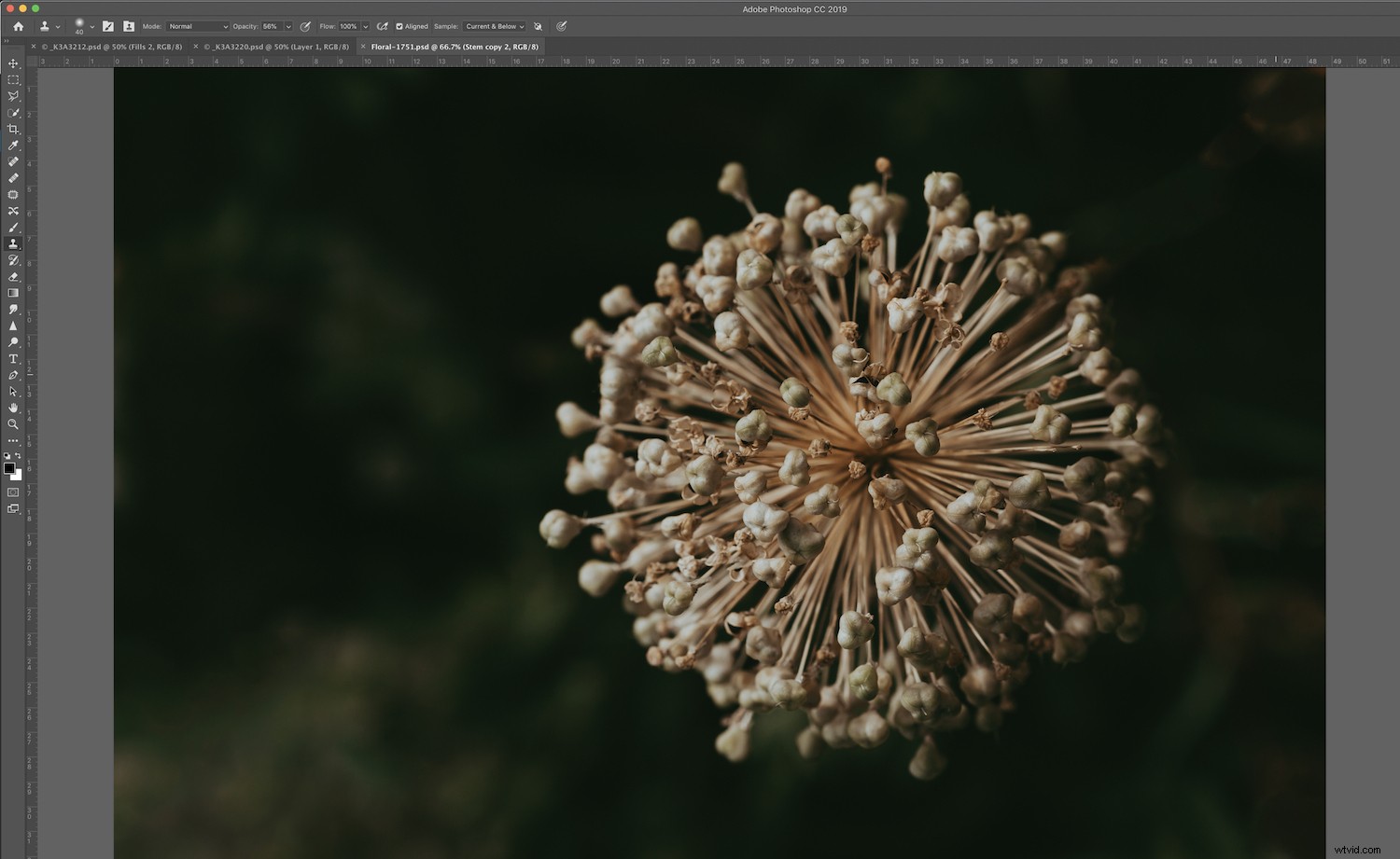 Expert Photoshop Cleaning Techniques for Stunning Still Life Photography