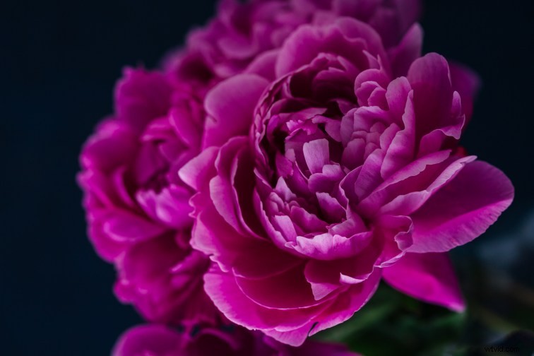 Expert Photoshop Cleaning Techniques for Stunning Still Life Photography