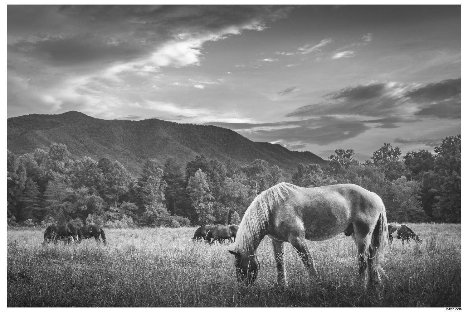 Embracing Lens Flaws: Infuse Character and Nuance into Your Photography