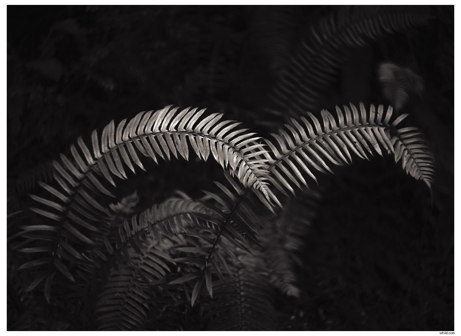 Embracing Lens Flaws: Infuse Character and Nuance into Your Photography