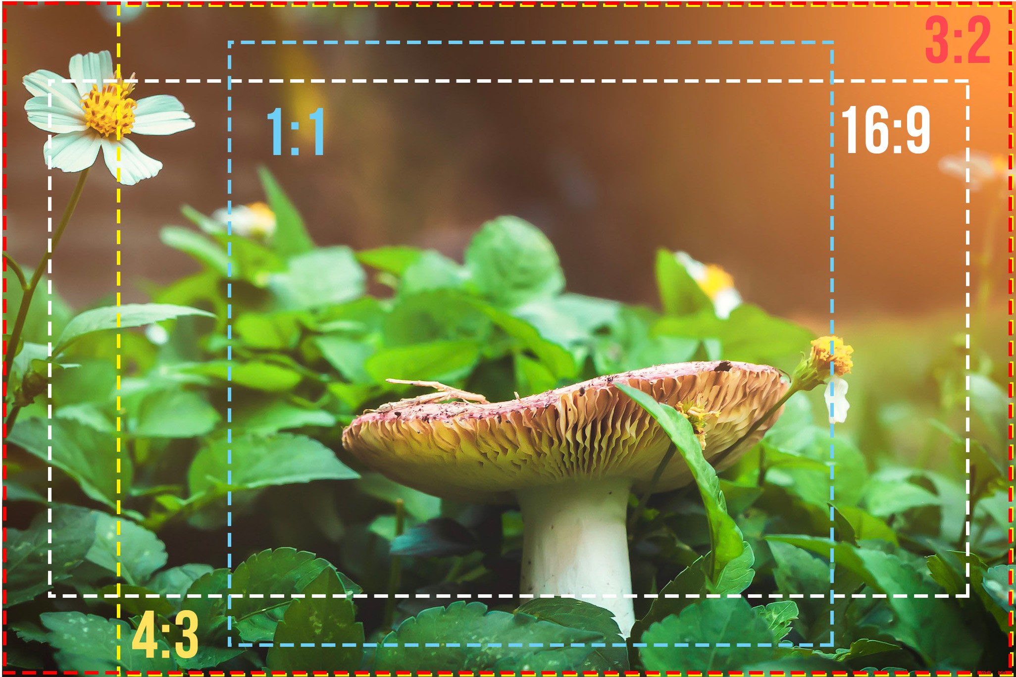 Mastering Aspect Ratios: The Essential Guide for Photographers