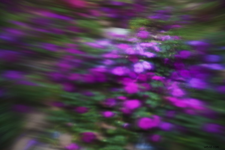 Weekly Photography Challenge: Capture the Stunning Color Purple