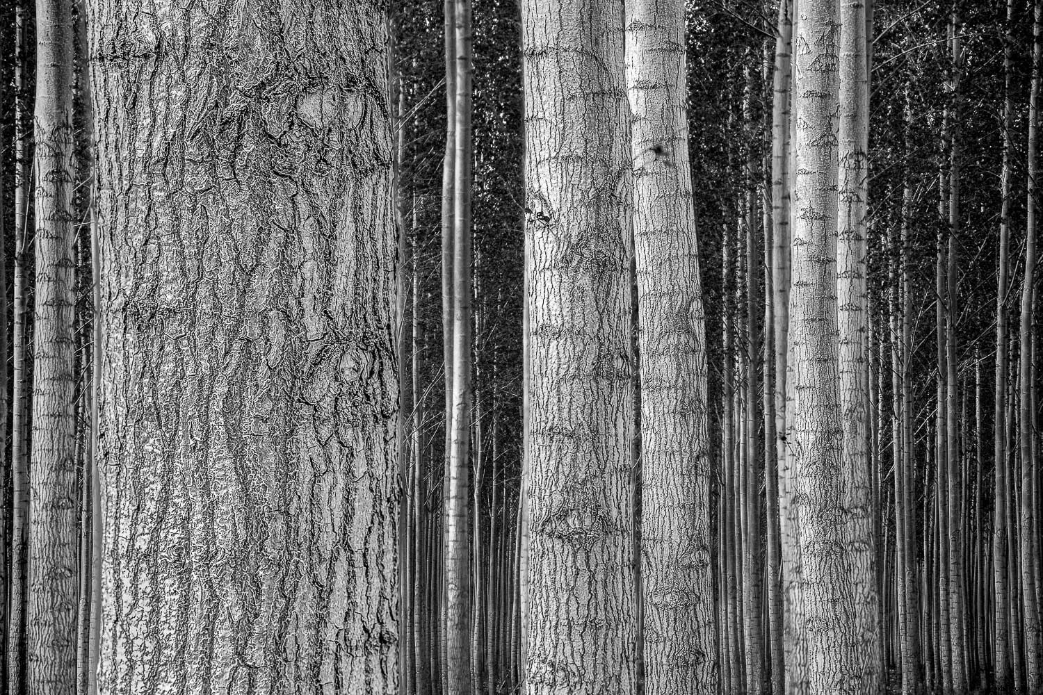 Photography Beyond Human Vision: Types That Freeze Time and Reveal the Invisible