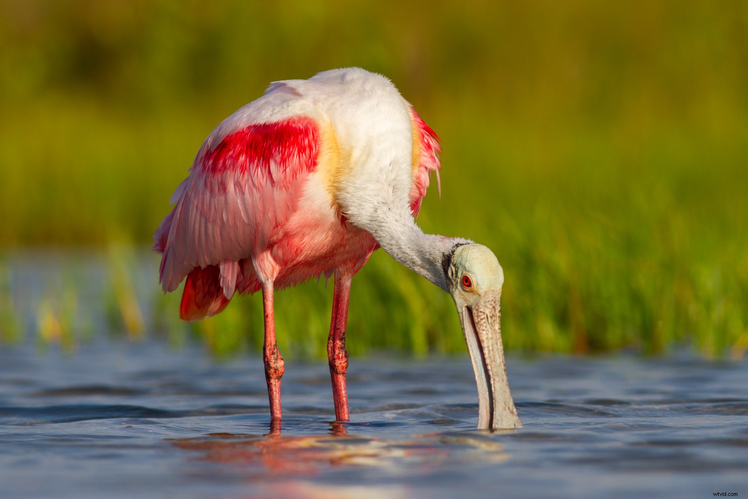 5 Expert Tips to Master Color and Elevate Your Photography