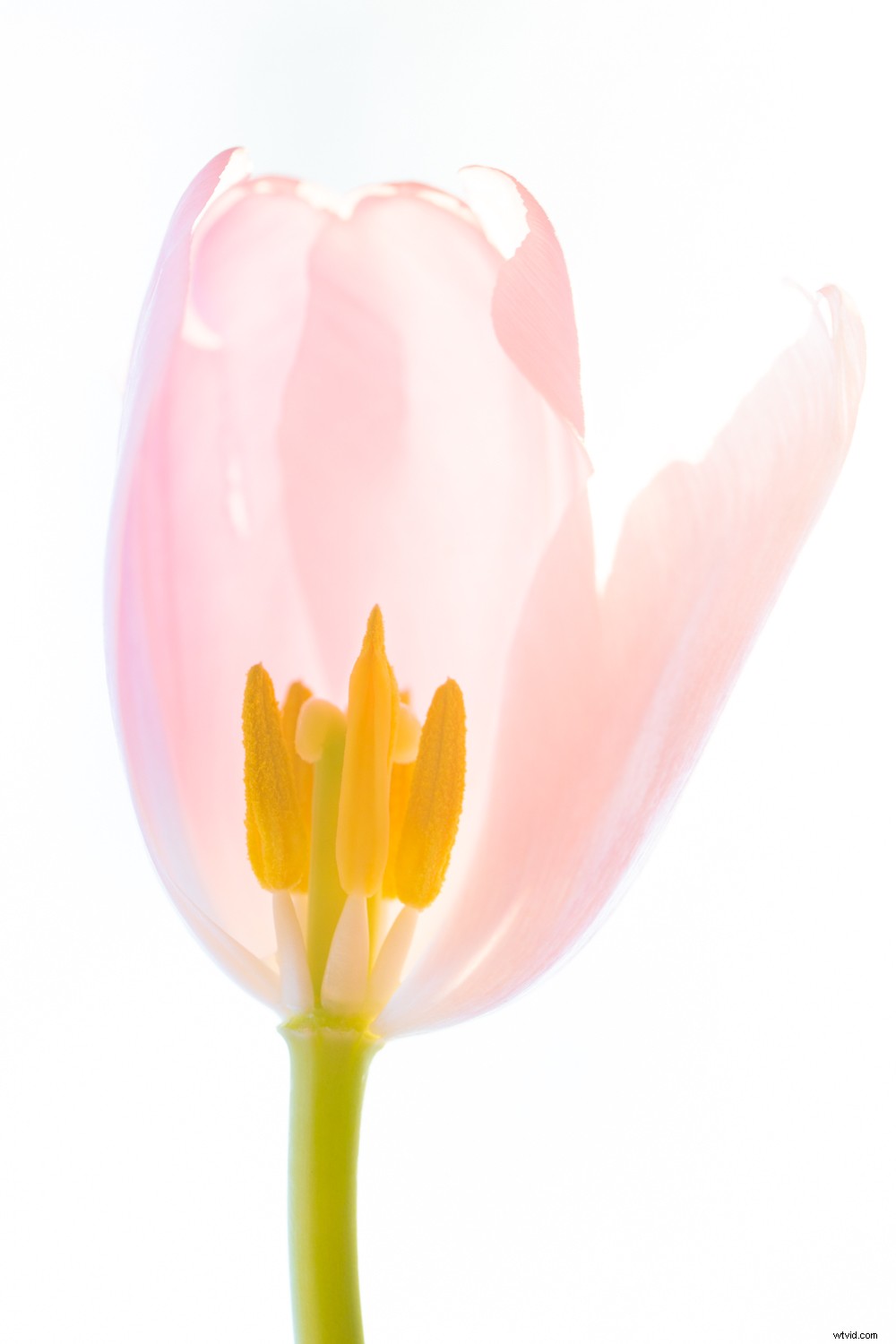 5 Expert Tips to Master Color and Elevate Your Photography