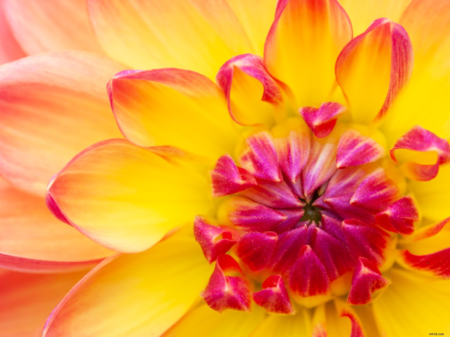 5 Expert Tips to Master Color and Elevate Your Photography