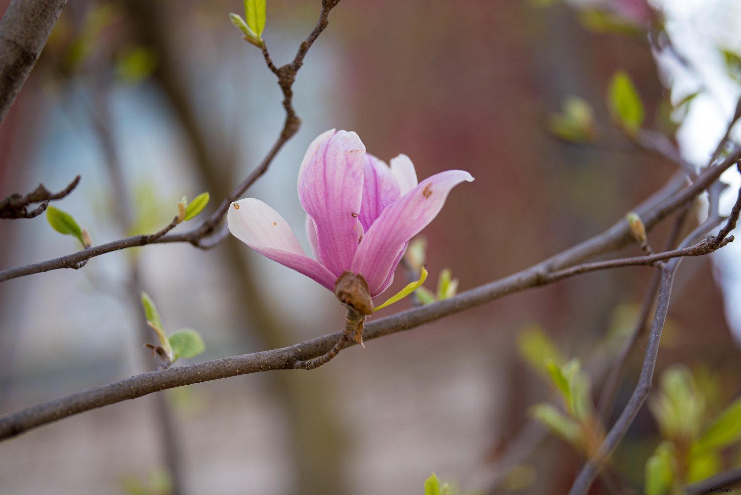 RAW vs. DNG: Key Differences and Why They Matter for Photographers