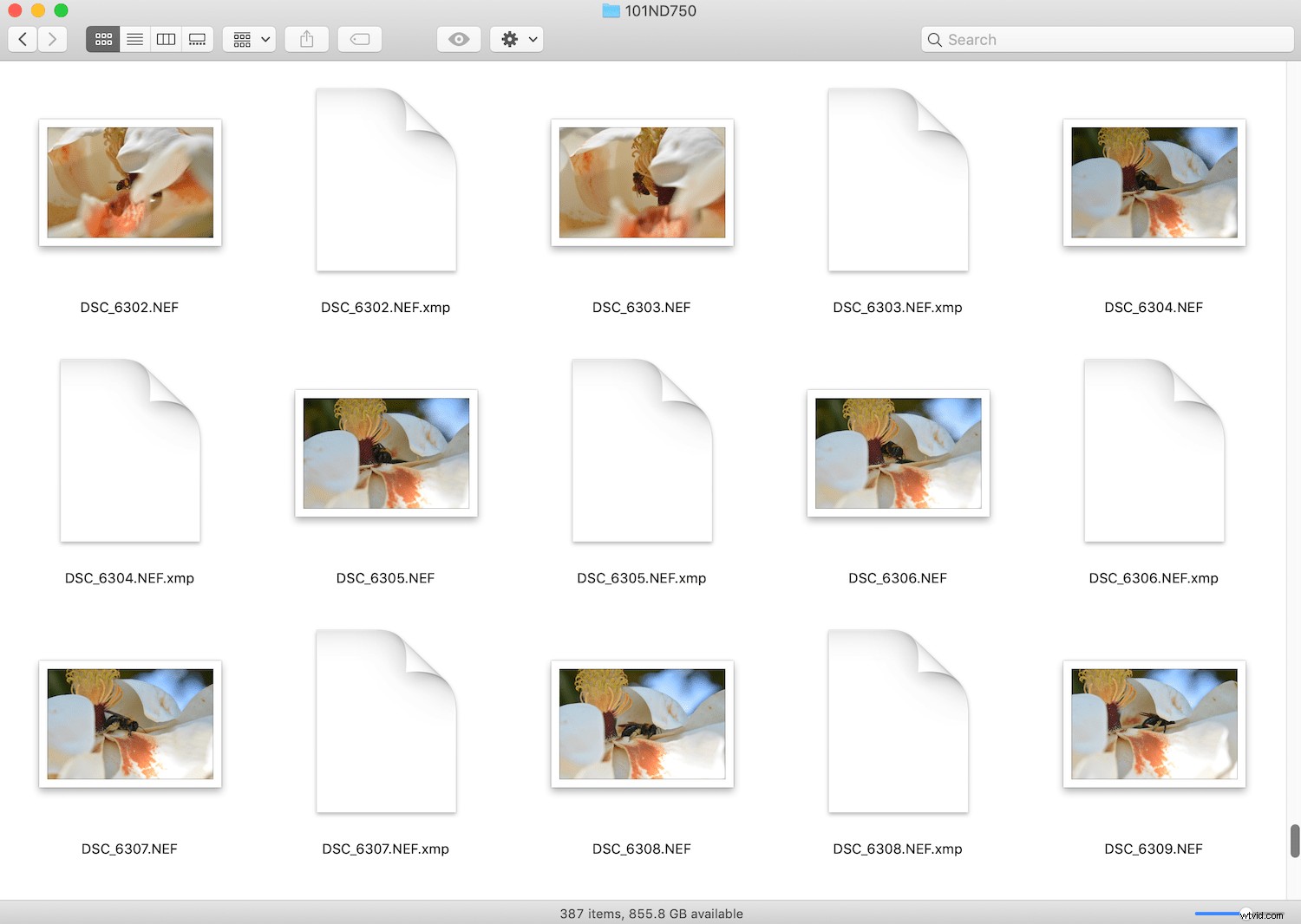 RAW vs. DNG: Key Differences and Why They Matter for Photographers
