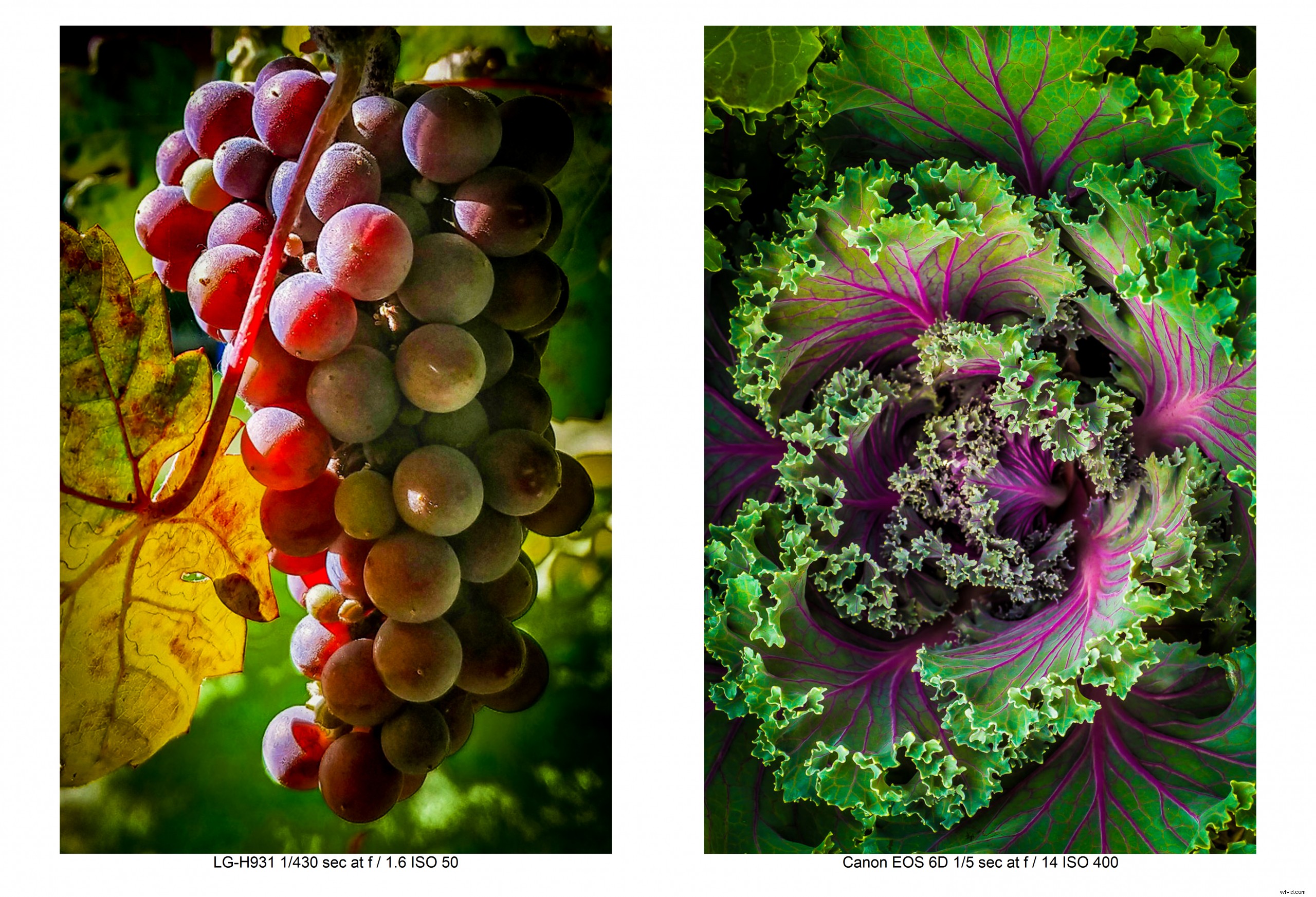 Stunning Fruit and Vegetable Still Life Photography Ideas & Techniques