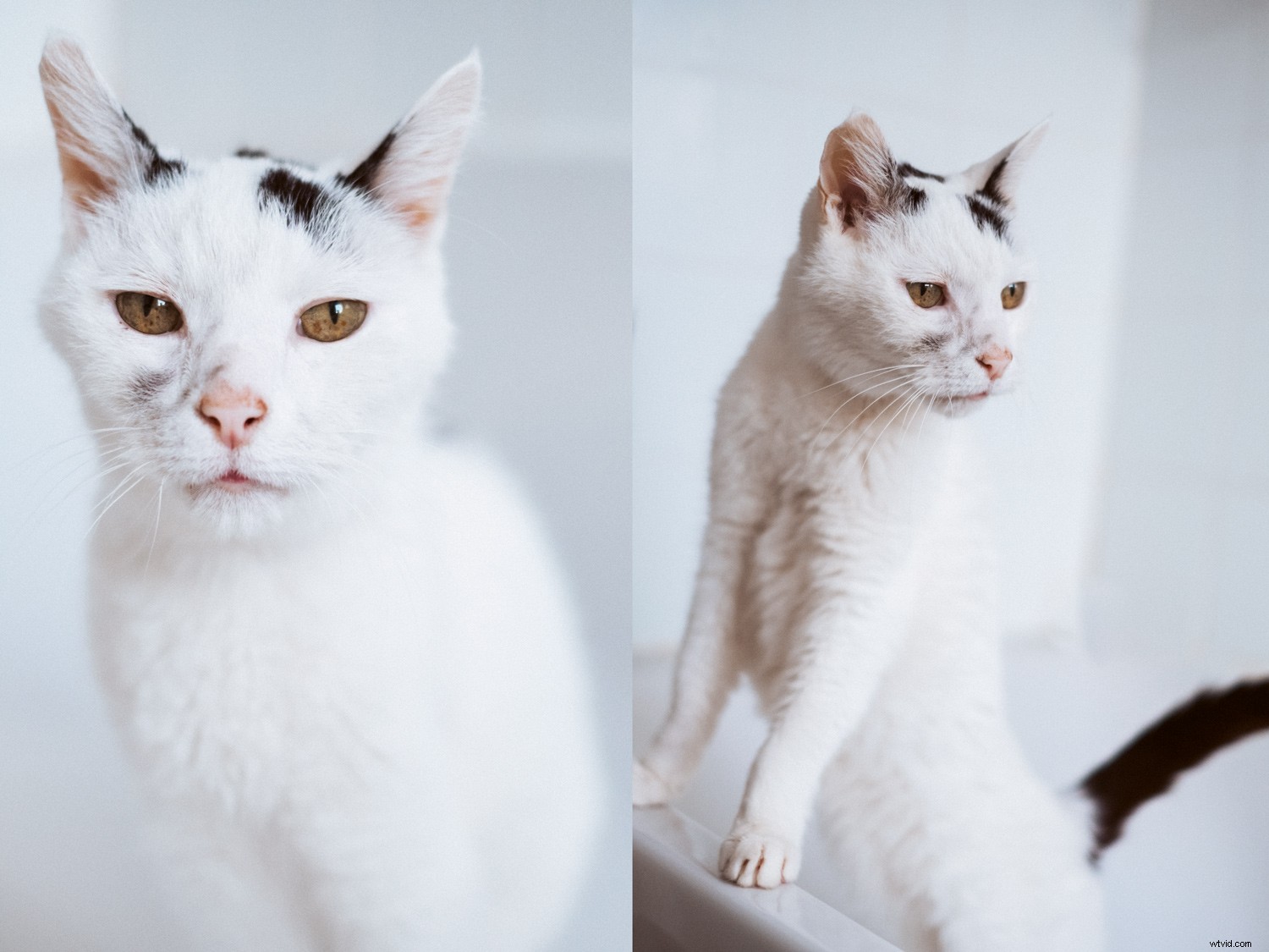 Discover Stunning Natural Portrait Light at Home: Pro Tips