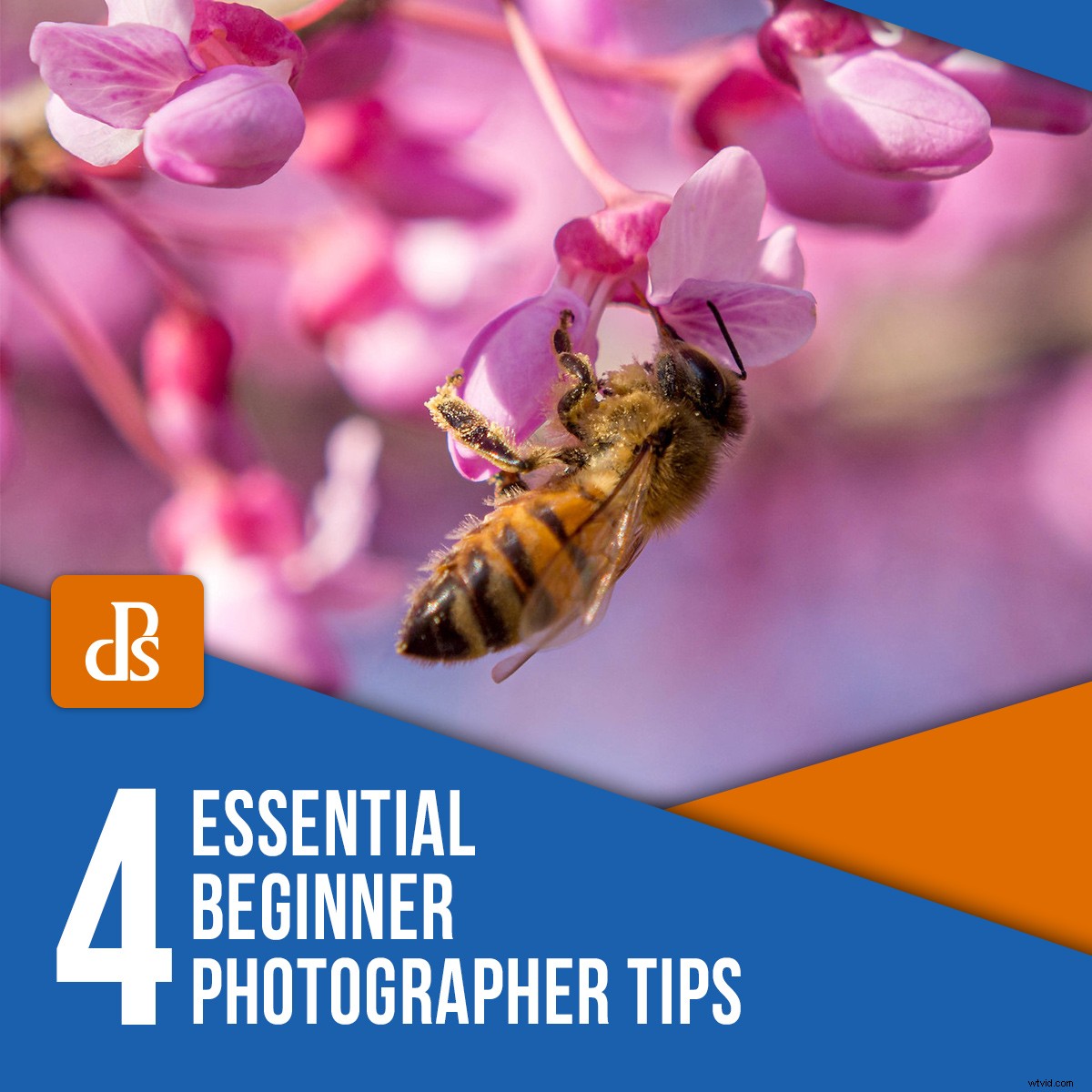 4 Essential Tips for Beginner Photographers to Elevate Your Shots
