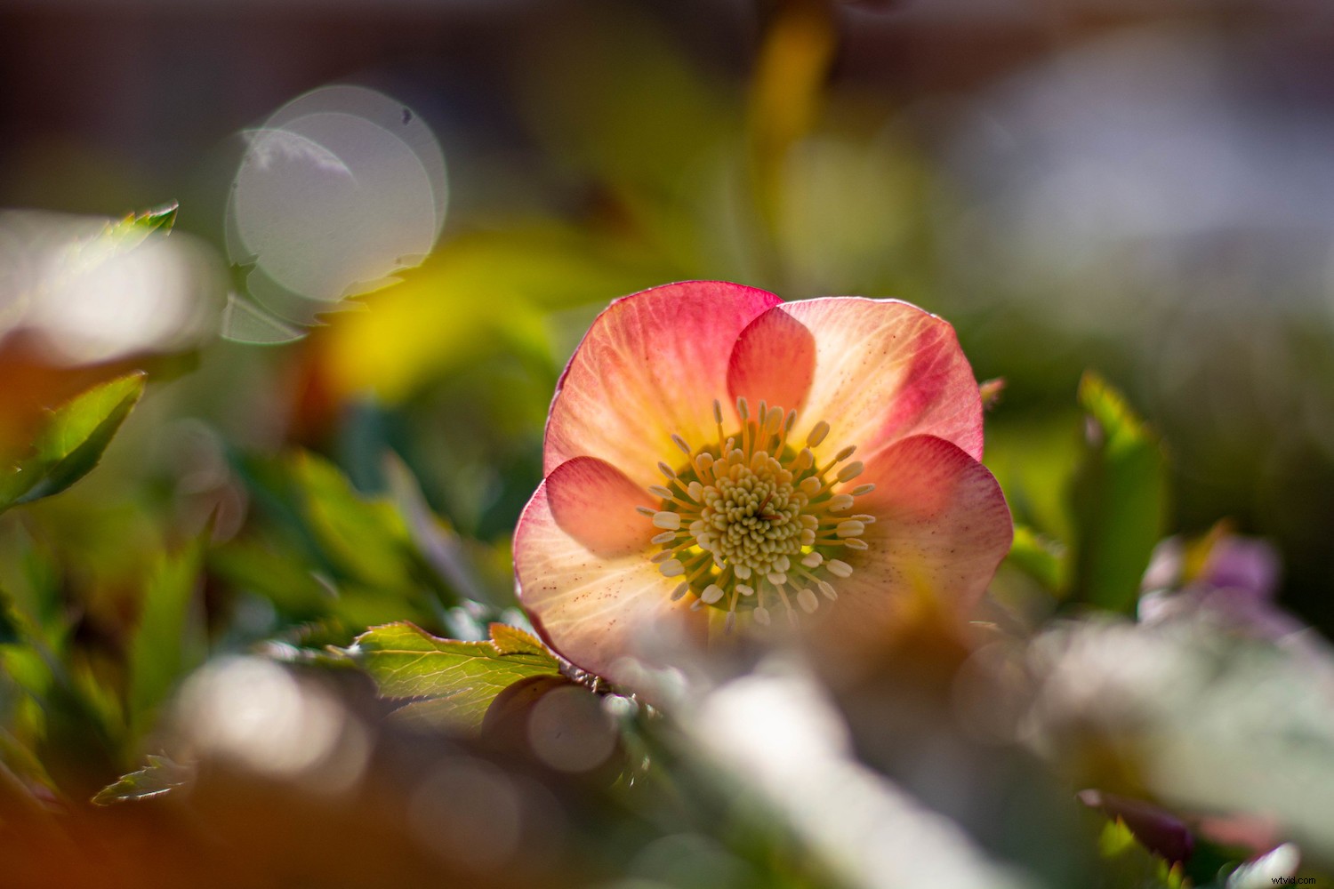 4 Essential Tips for Beginner Photographers to Elevate Your Shots