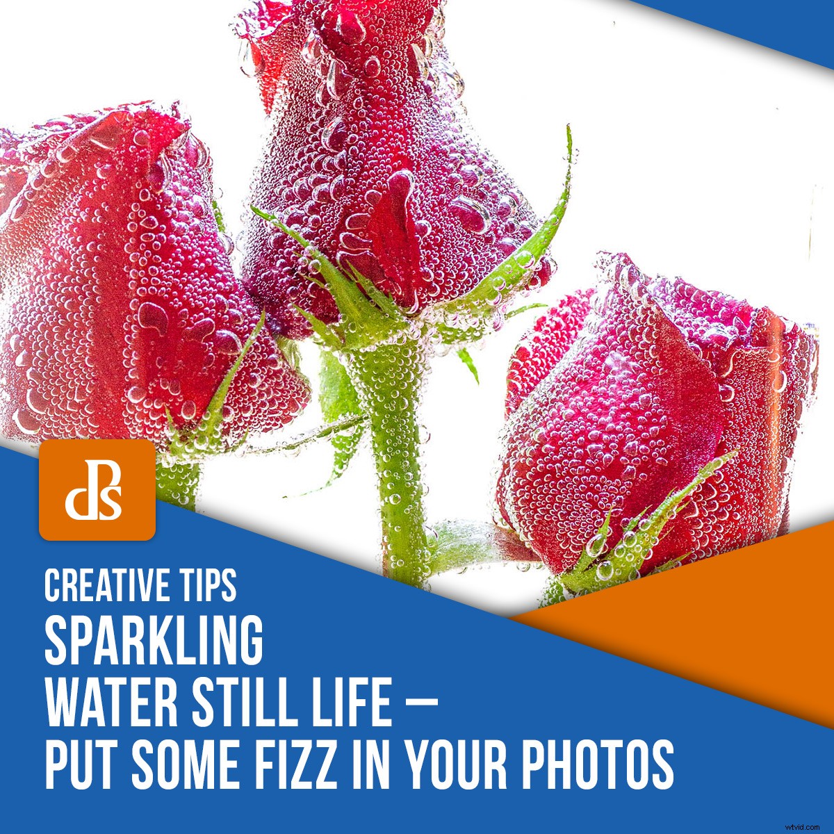 Sparkling Water Still Life Photography: Add Fizz and Sparkle to Your Shots