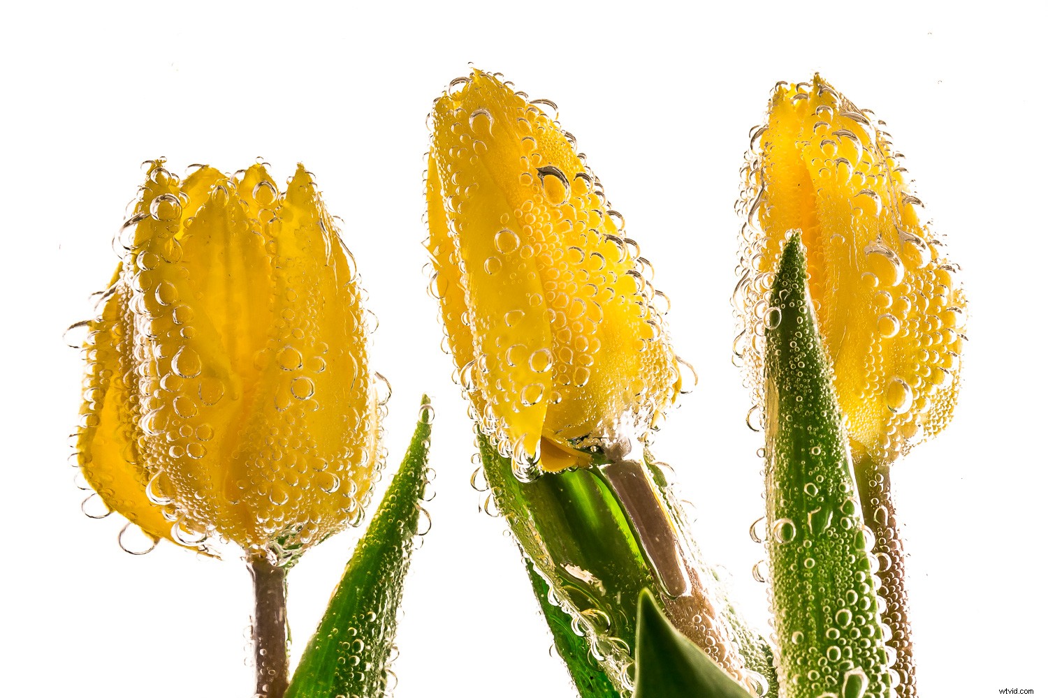 Sparkling Water Still Life Photography: Add Fizz and Sparkle to Your Shots