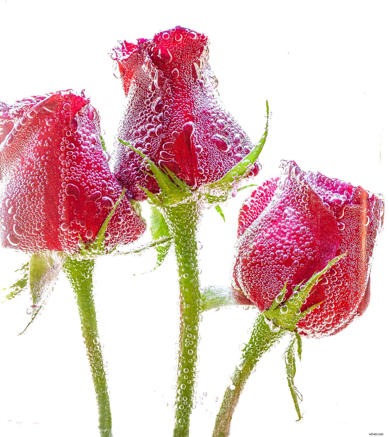 Sparkling Water Still Life Photography: Add Fizz and Sparkle to Your Shots