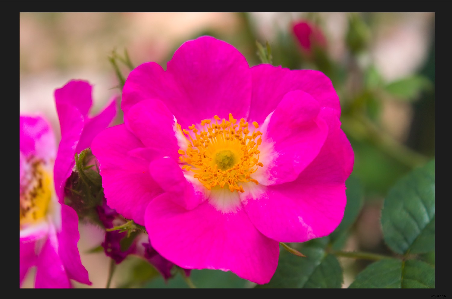 Mastering Color Management in Affinity Photo: The Definitive Guide