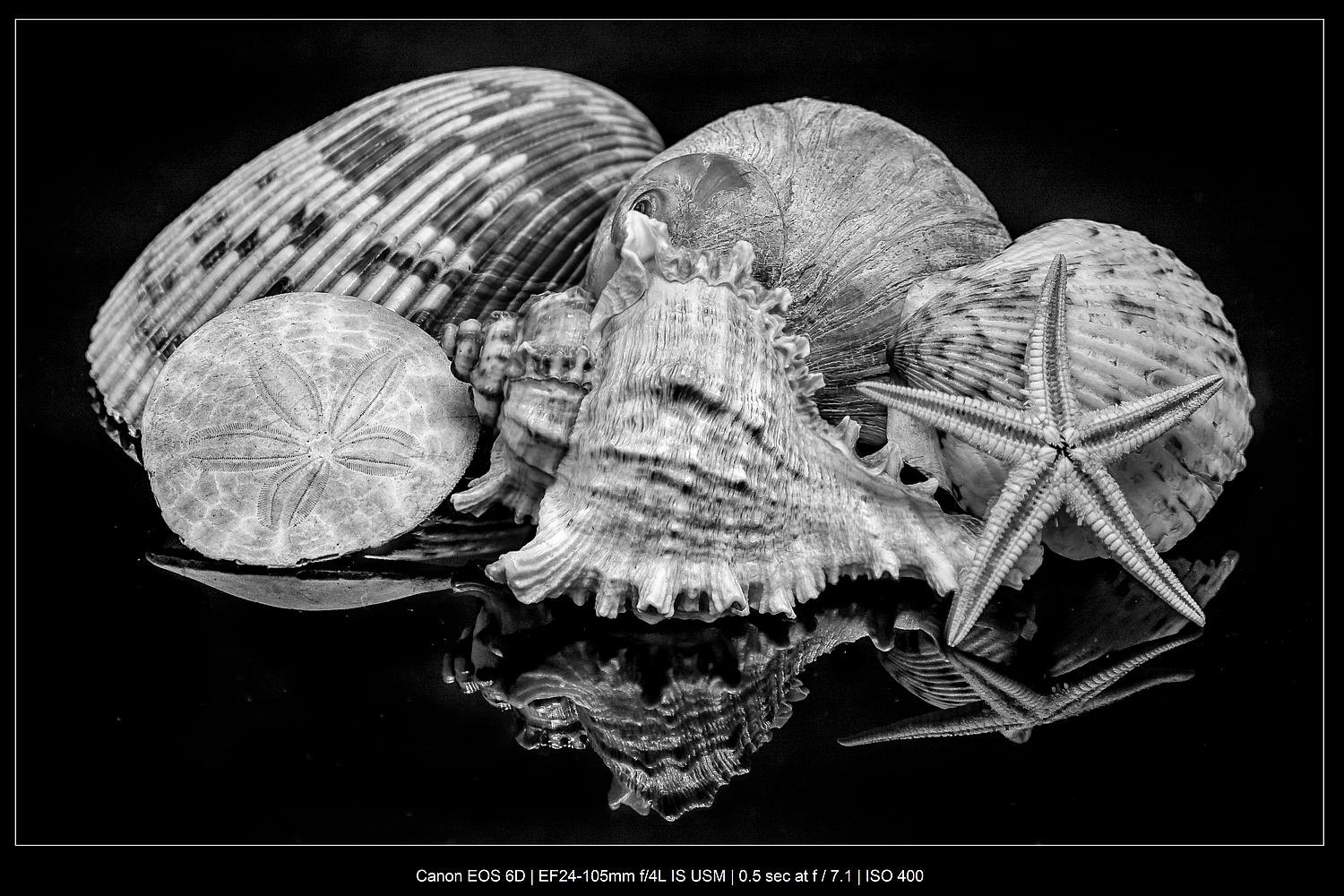 Master Black and White Still Life Photography: Techniques and Why It Matters