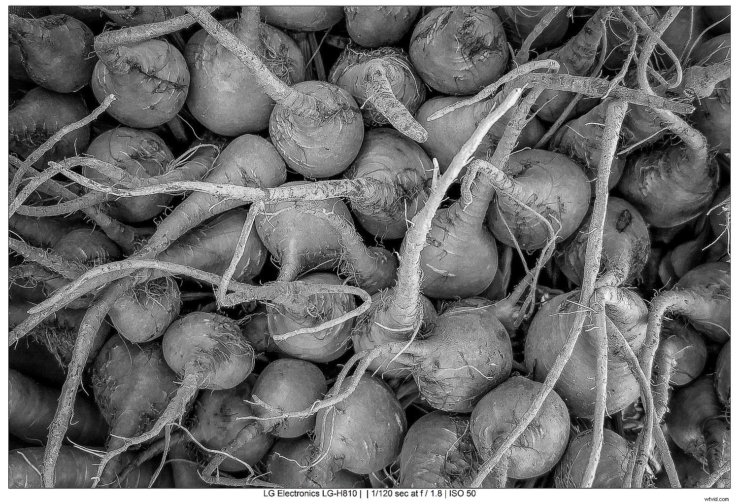 Master Black and White Still Life Photography: Techniques and Why It Matters