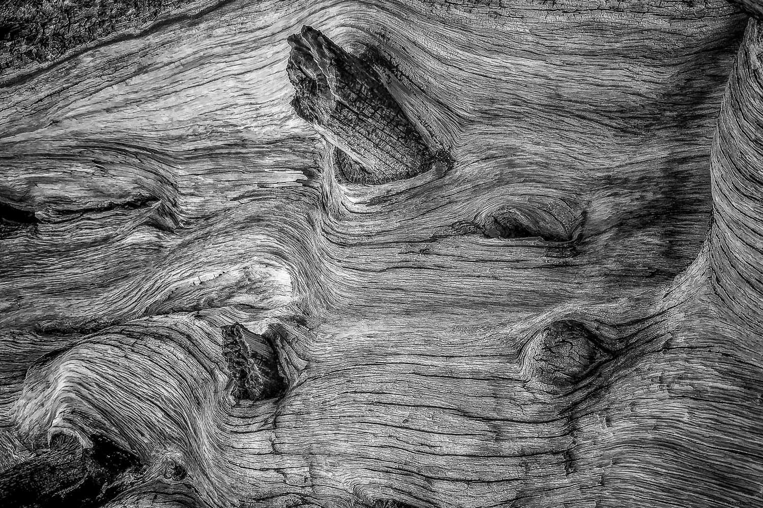 Master Black and White Still Life Photography: Techniques and Why It Matters