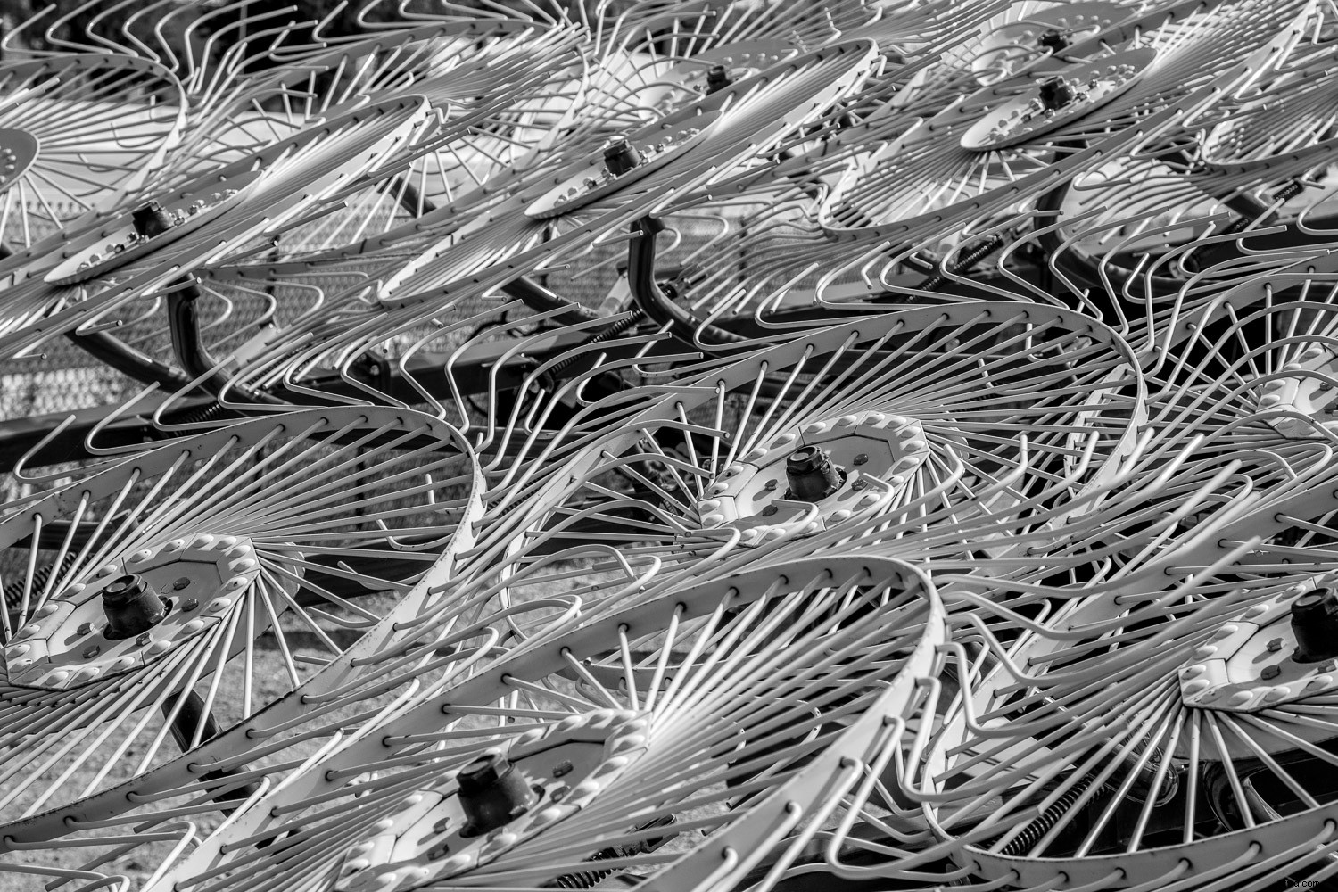 Master Black and White Still Life Photography: Techniques and Why It Matters