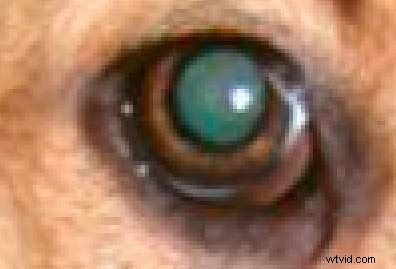 Photoshop Red Eye Removal: Proven Fix for Tough Cases in People & Pets