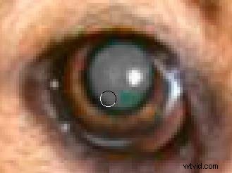 Photoshop Red Eye Removal: Proven Fix for Tough Cases in People & Pets