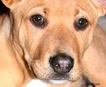 Photoshop Red Eye Removal: Proven Fix for Tough Cases in People & Pets