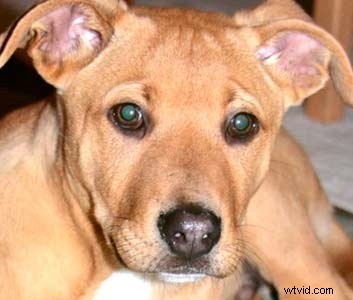 Photoshop Red Eye Removal: Proven Fix for Tough Cases in People & Pets