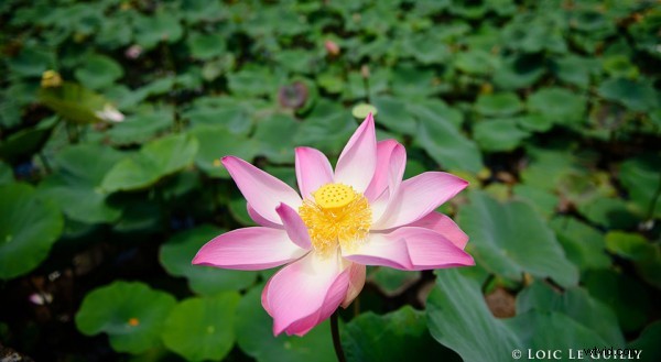 Bali Travel Inspiration: Stunning Nikon Photos from Ubud Villas