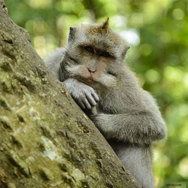 Bali Travel Inspiration: Stunning Nikon Photos from Ubud Villas