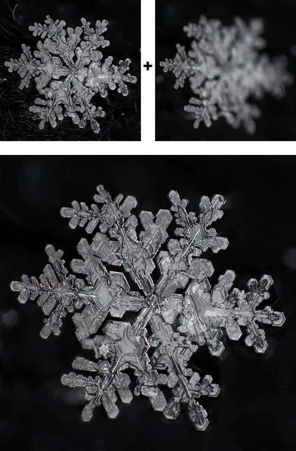 Master Focus Stacking for Pin-Sharp Macro Images in Photoshop: Step-by-Step Guide