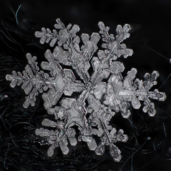 Master Focus Stacking for Pin-Sharp Macro Images in Photoshop: Step-by-Step Guide