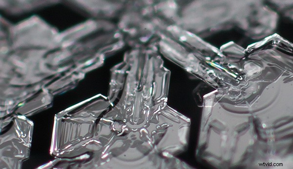 Master Focus Stacking for Pin-Sharp Macro Images in Photoshop: Step-by-Step Guide