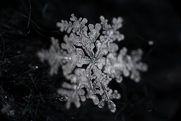 Master Focus Stacking for Pin-Sharp Macro Images in Photoshop: Step-by-Step Guide