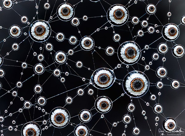 Master Focus Stacking for Pin-Sharp Macro Images in Photoshop: Step-by-Step Guide