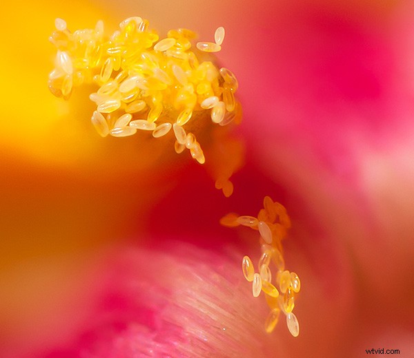 Master Focus Stacking for Pin-Sharp Macro Images in Photoshop: Step-by-Step Guide