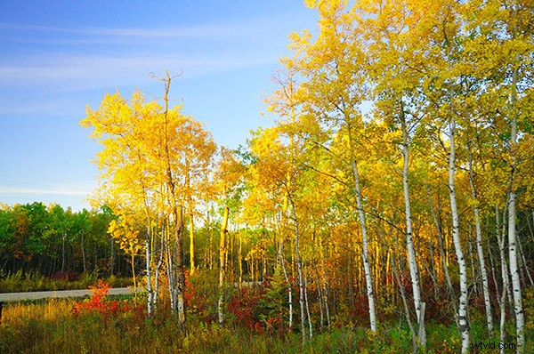 Master Creative White Balance: Pro Techniques for Stunning Landscape Photos