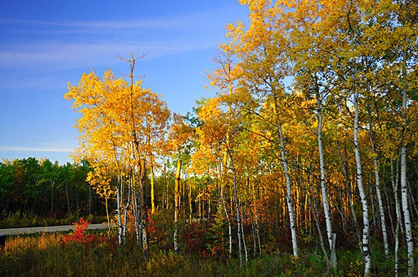 Master Creative White Balance: Pro Techniques for Stunning Landscape Photos
