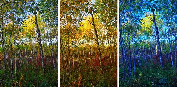 Master Creative White Balance: Pro Techniques for Stunning Landscape Photos