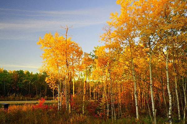 Master Creative White Balance: Pro Techniques for Stunning Landscape Photos