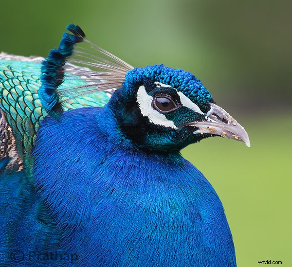 5 Critical Post-Processing Mistakes Every Bird Photographer Must Avoid