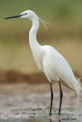 5 Critical Post-Processing Mistakes Every Bird Photographer Must Avoid