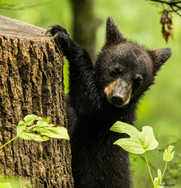 Safe and Respectful Wildlife Photography: Essential Expert Tips
