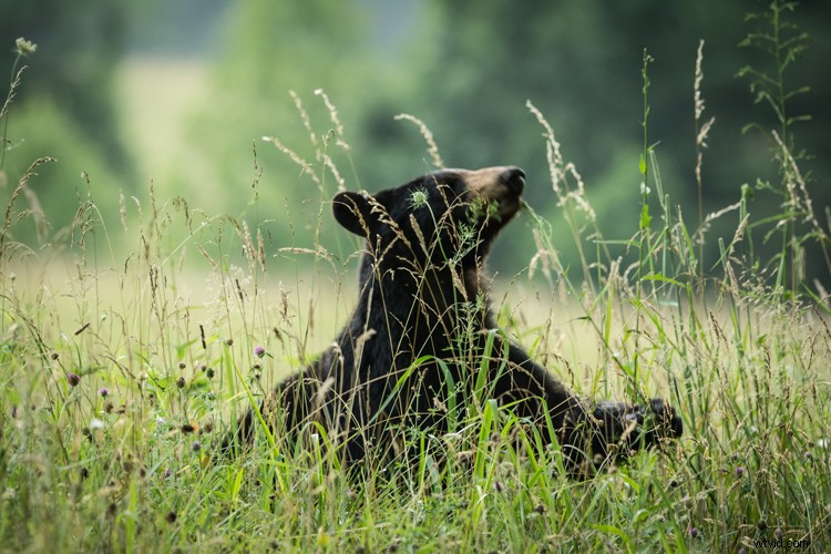 Safe and Respectful Wildlife Photography: Essential Expert Tips