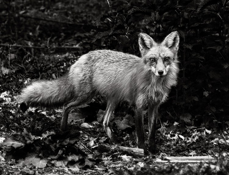 Expert Tips for Captivating Black & White Wildlife Photography