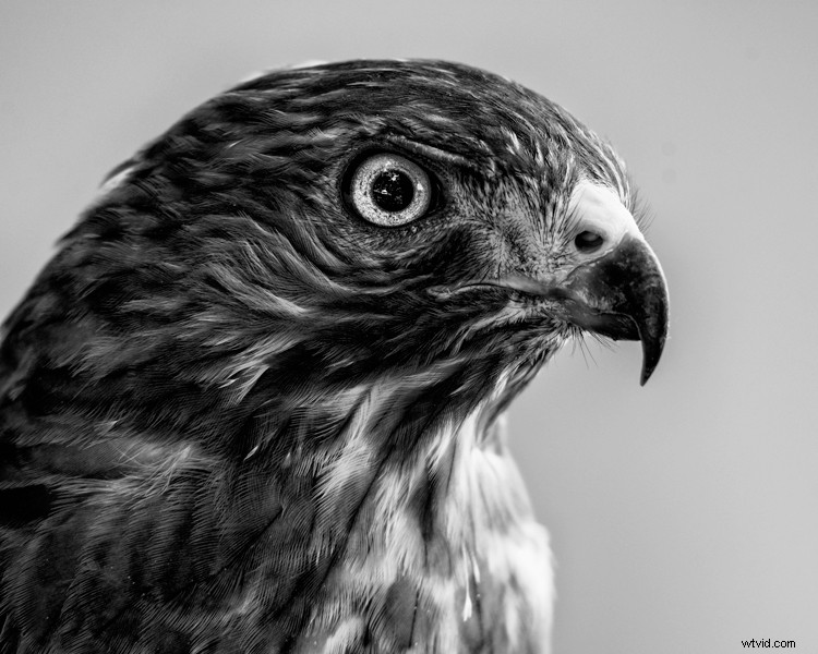Expert Tips for Captivating Black & White Wildlife Photography