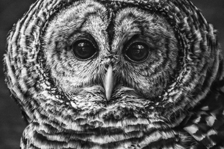 Expert Tips for Captivating Black & White Wildlife Photography