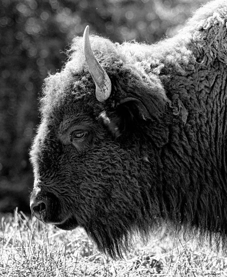 Expert Tips for Captivating Black & White Wildlife Photography