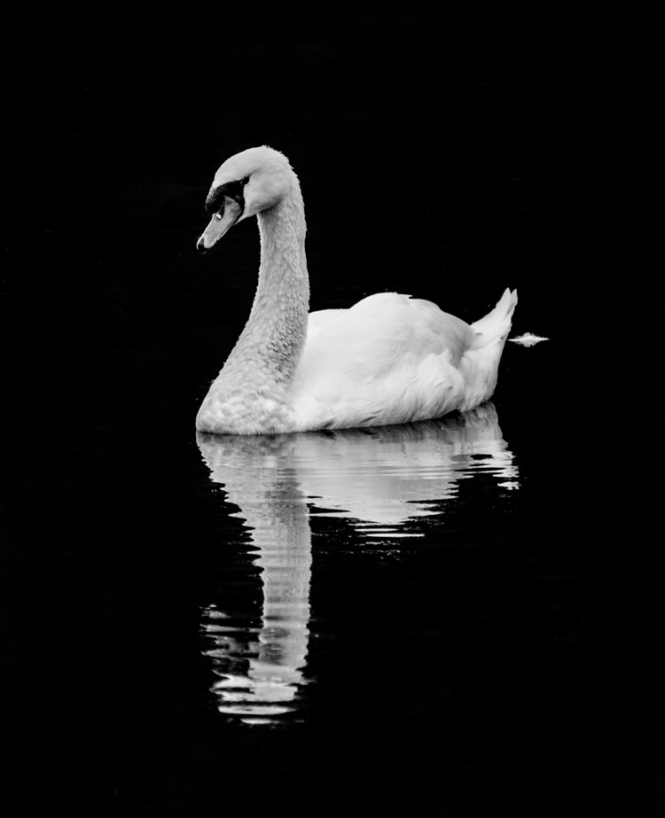 Expert Tips for Captivating Black & White Wildlife Photography